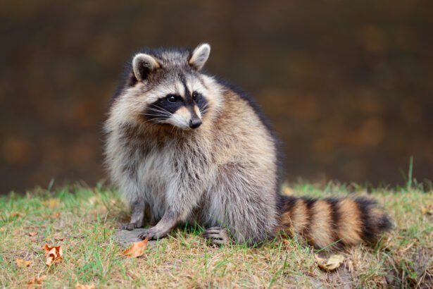 Kaip atsikratyti barsuko kieme ar sodyboje?
