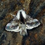 Sfinksai ir pelėdgalviai: dideli naktiniai drugiai