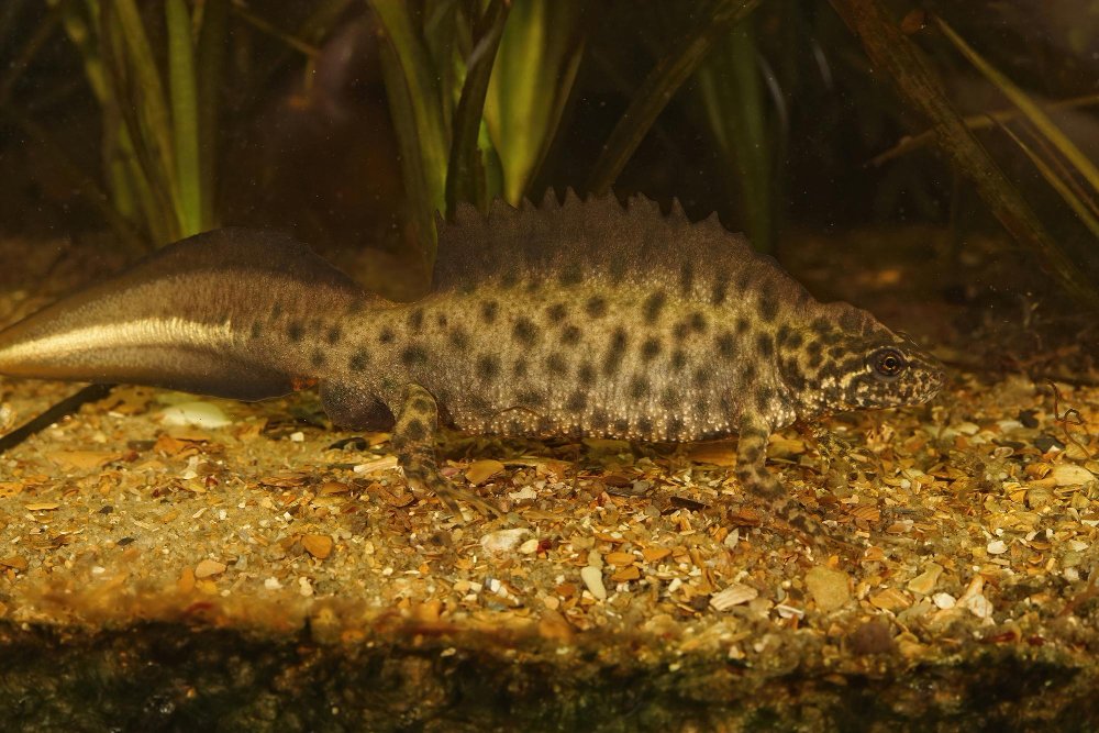 Skiauterėtasis tritonas: kuo jis ypatingas?
