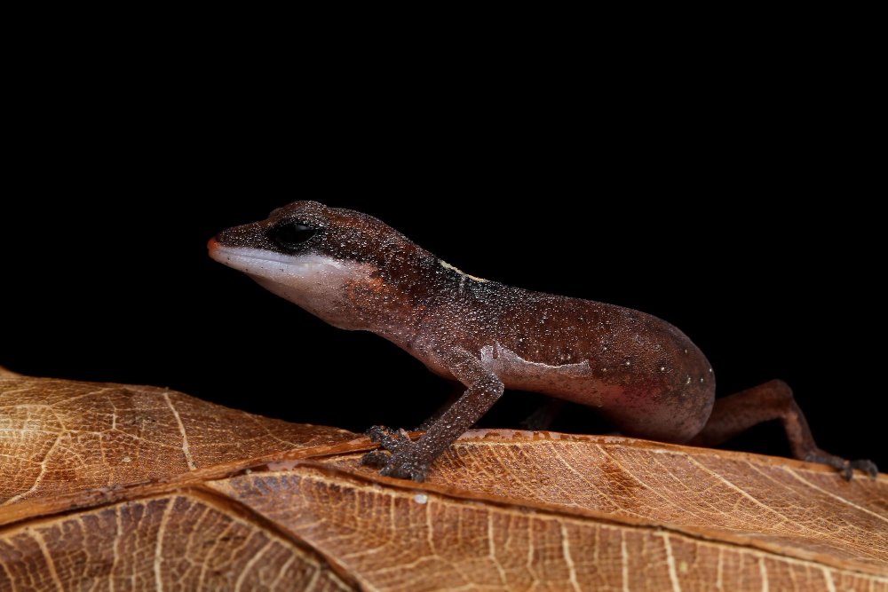 Paprastasis tritonas: kaip jį atpažinti?