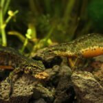 Tritonai Lietuvoje: paprastasis, skiauterėtasis ir kitos rūšys