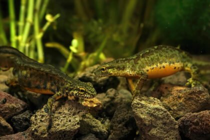 Tritonai Lietuvoje: paprastasis, skiauterėtasis ir kitos rūšys