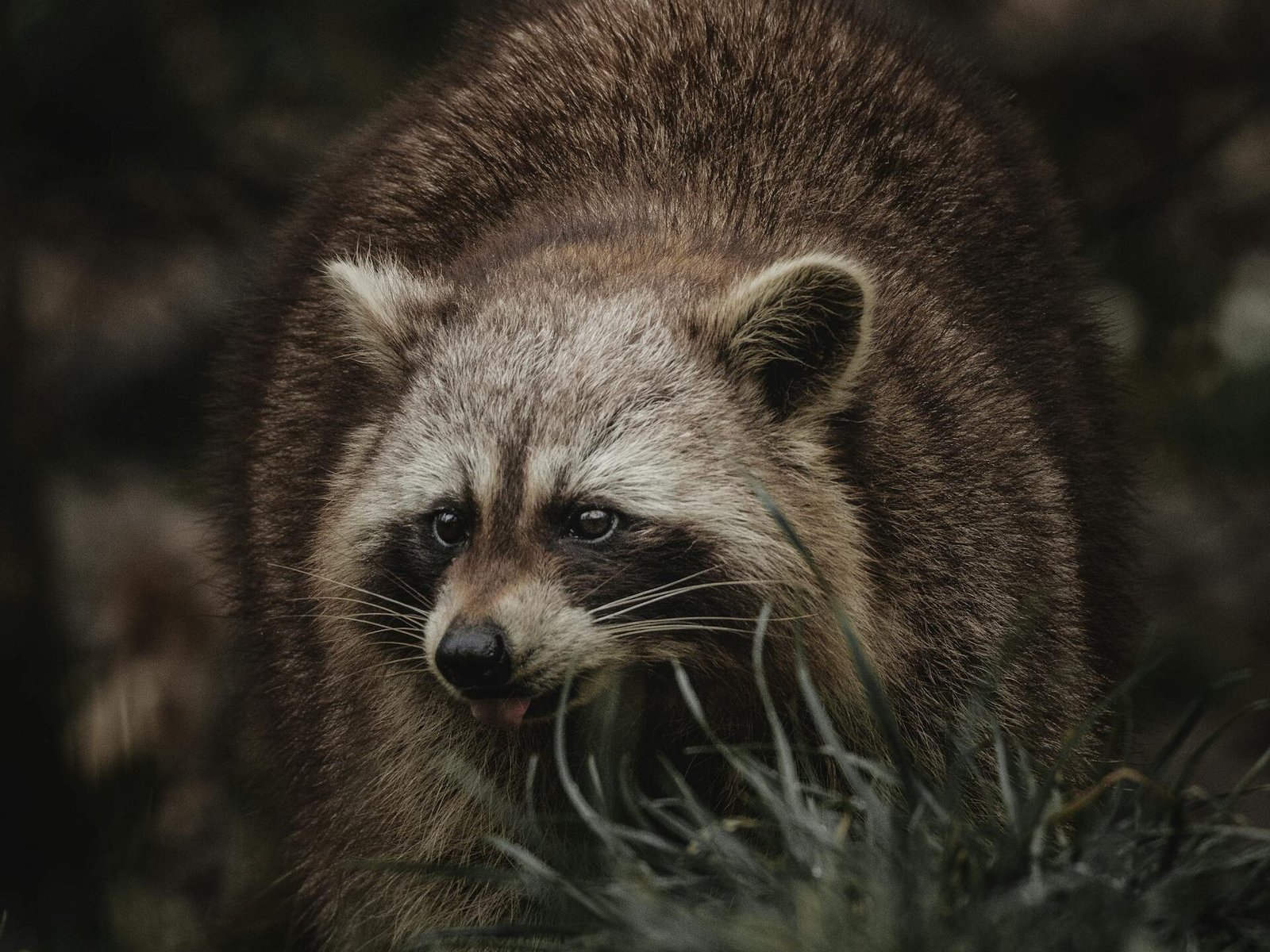 Usūrinio šuns pėdsakai