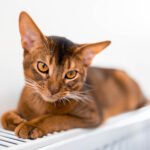 Kačių imunodeficito virusas (FIV): simptomai, gydymas ir gyvenimo trukmė