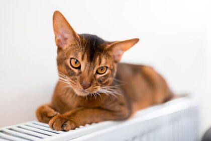 Kačių imunodeficito virusas (FIV): simptomai, gydymas ir gyvenimo trukmė