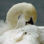 Gulbės: ką valgo, kuo minta ir kaip gyvena gamtoje