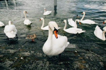 Gulbių lizdas ir migracija: kur peri ir ar skrenda į pietus