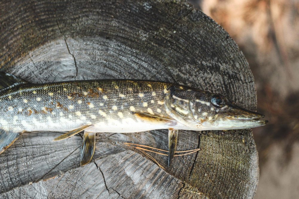 Svarbiausi požymiai, padedantys atpažinti lydeką