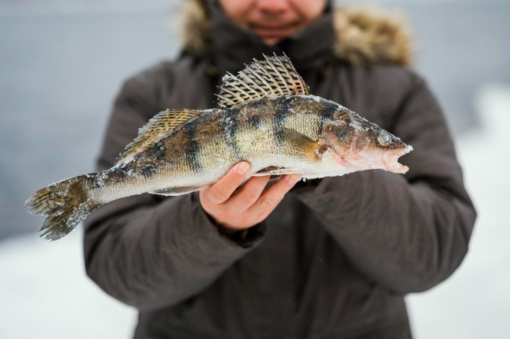 Starkis – dažniausiai su lydeka painiojama žuvis