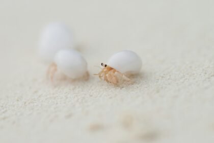 Krabas atsiskyrėlis: kuo jis ypatingas ir kaip gyvena?