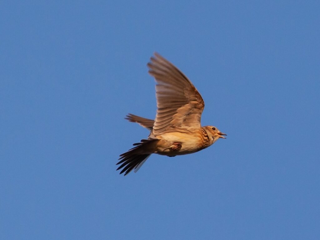 Įdomūs faktai apie kuoduotąjį vieversį