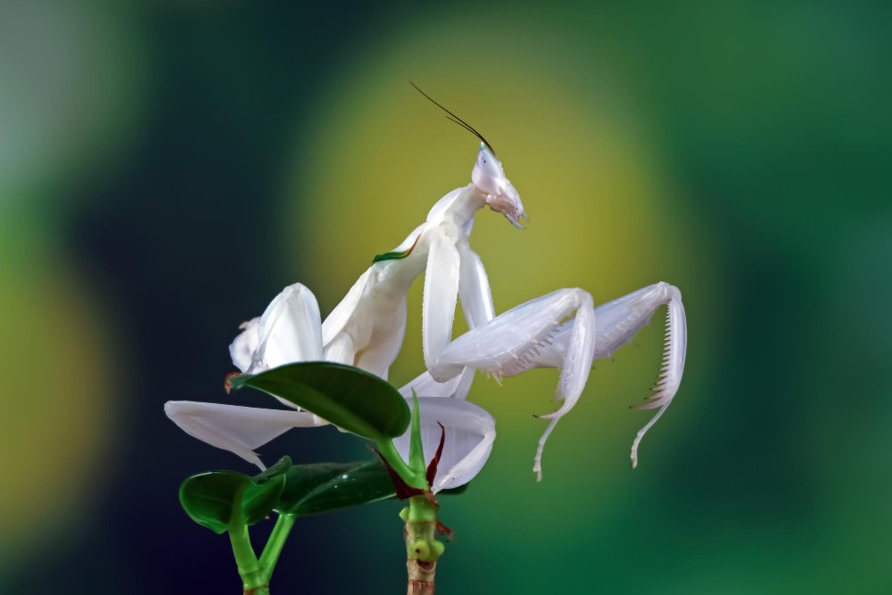 Orchidėjinis maldininkas – gamtos maskuotės meistras