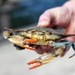 Mėlynasis krabas: išvaizda, paplitimas ir gyvenimo būdas