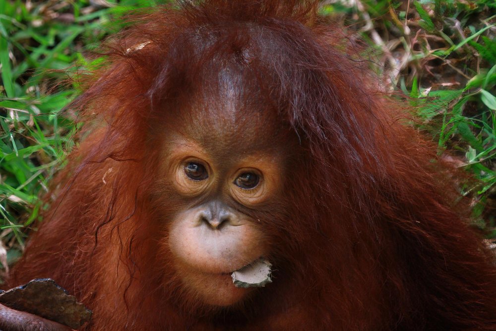 Kaip atrodo orangutanai?