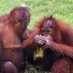 Orangutanai: išvaizda, evoliucija ir įdomiausi faktai