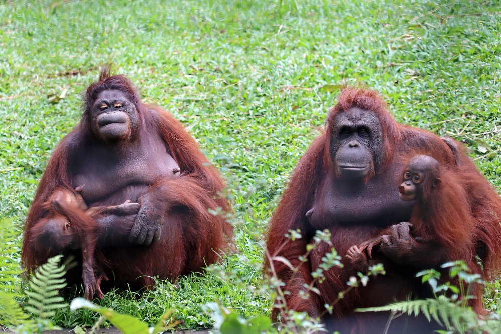 Kuo minta orangutanai?