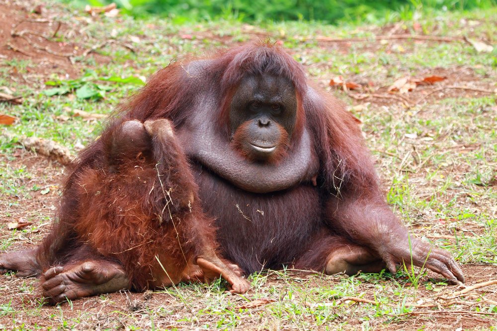 Kaip gyvena orangutanai?
