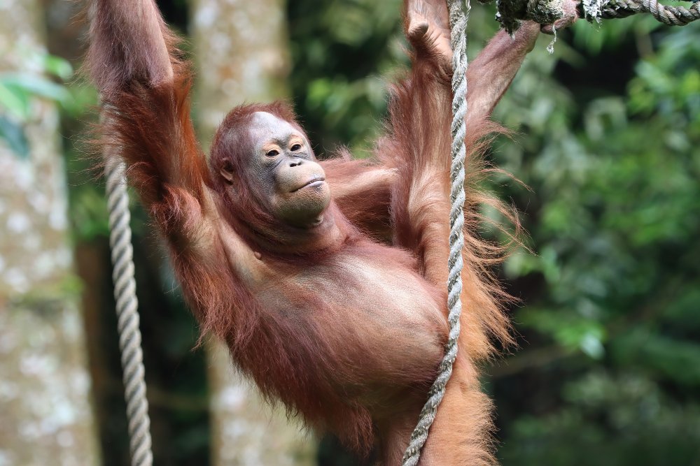 Kodėl orangutanams gresia išnykimas?