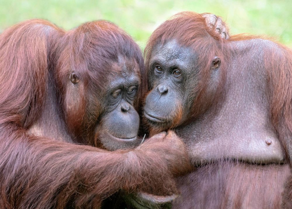 Kodėl orangutanai tokie svarbūs gamtai?