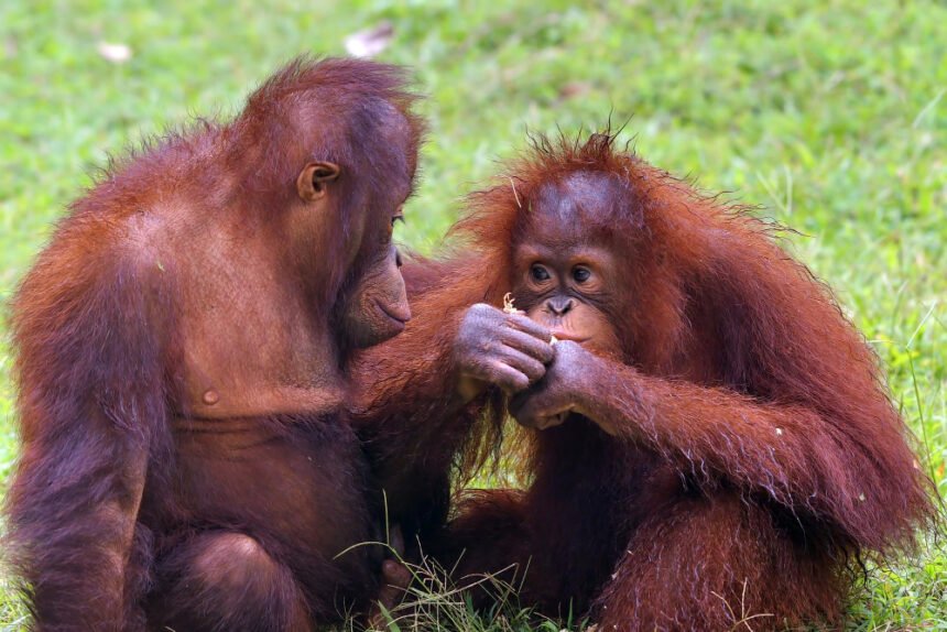 Orangutanai: išvaizda, evoliucija ir įdomiausi faktai