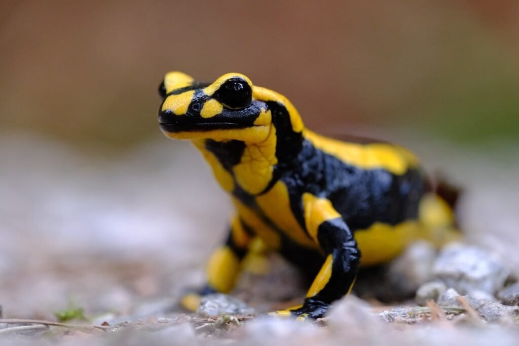 Ugninė salamandra – garsiausia Europos salamandra