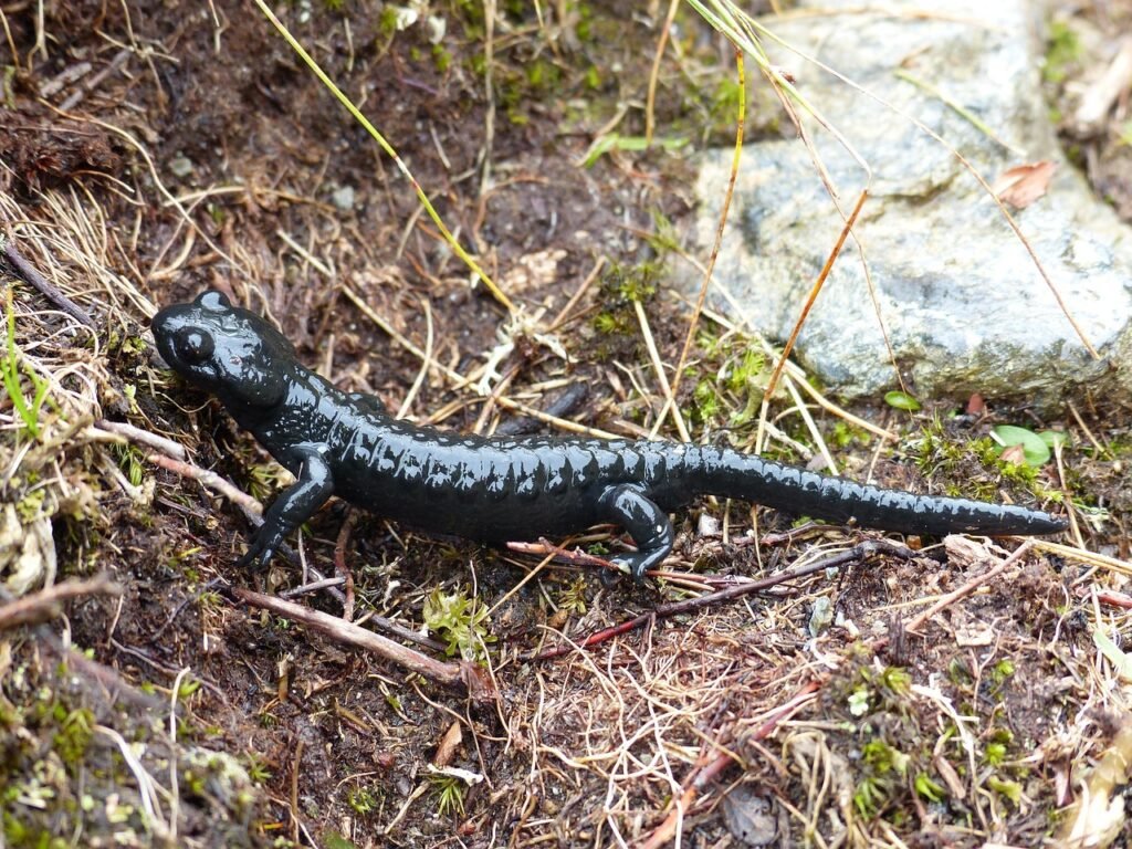 Salamandra Lietuvoje: ar šie gyvūnai gyvena mūsų gamtoje?