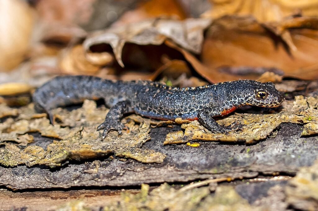 Salamandra vandens aplinkoje: kodėl vanduo toks svarbus?