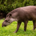 Tapyras: kaip atrodo, kur gyvena ir kuo minta šis gyvūnas?