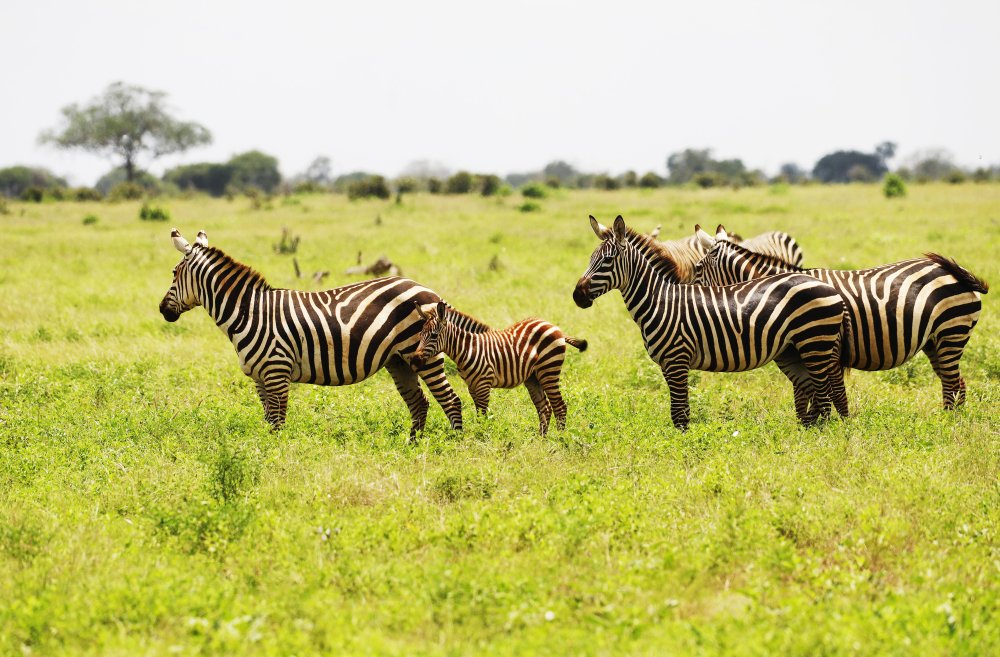 Kuo stepinis zebras skiriasi nuo kitų zebrų?