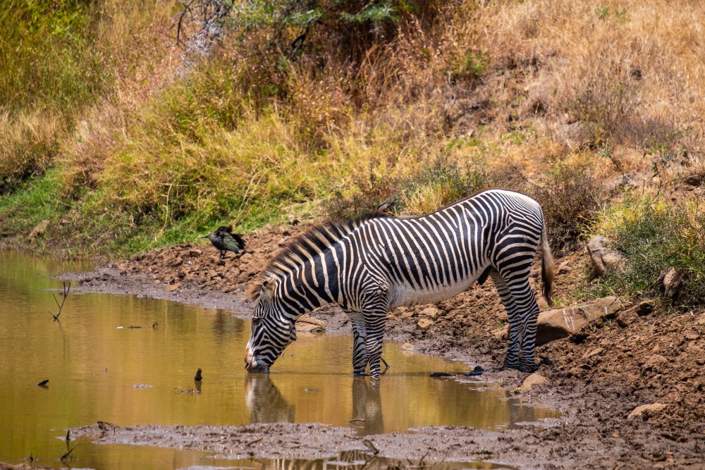 Kuo minta stepinis zebras?