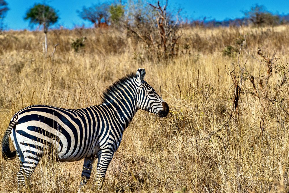 Kodėl stepinis zebras išlieka vienu žymiausių Afrikos gyvūnų?