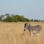 Stepinis zebras: išvaizda, paplitimas ir įdomiausi faktai