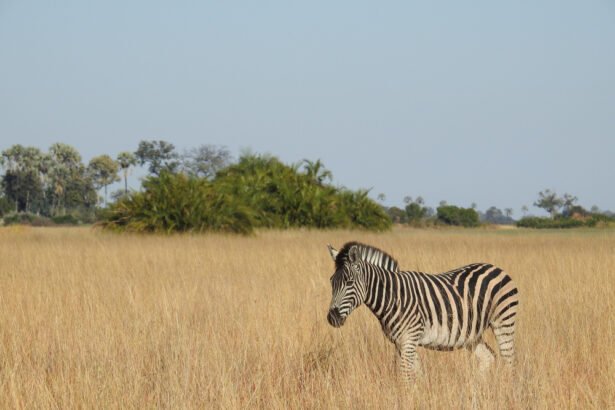 Stepinis zebras: išvaizda, paplitimas ir įdomiausi faktai