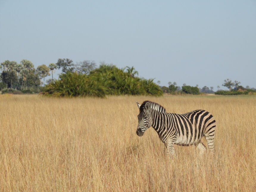 Stepinis zebras: išvaizda, paplitimas ir įdomiausi faktai