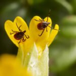 Erkės šunims, katėms ir kitiems gyvūnams: pavojai, požymiai ir apsauga