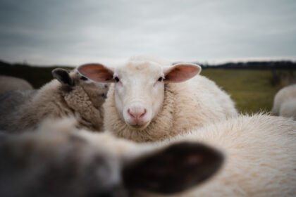 Avių auginimas: priežiūra, šėrimas ir veisimas