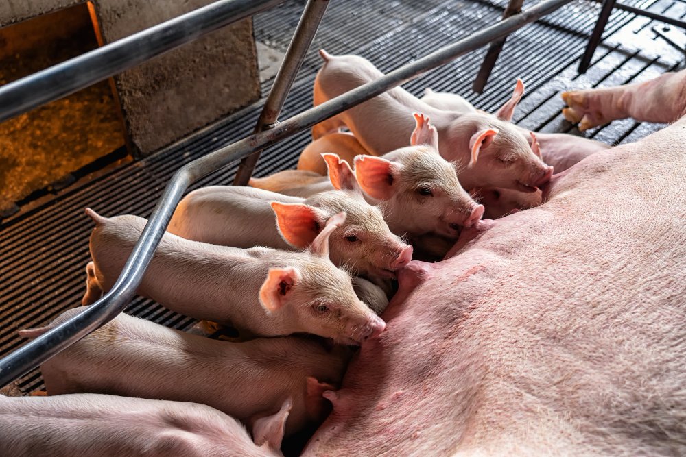 Ką svarbiausia prisiminti apie kiaulių ligas?
