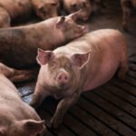 Kiaulių ligos: dažniausios ligos, požymiai ir gydymas