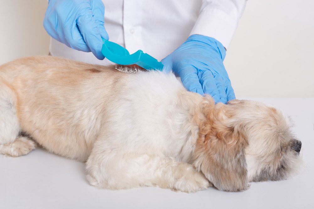 Kaip diagnozuojamas šunų dermatitas?