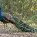 Paprastasis povas Pavo cristatus su mėlynu kaklu ir suglaustomis akelėtomis plunksnomis – AI iliustracija
