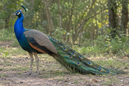 Paprastasis povas Pavo cristatus su mėlynu kaklu ir suglaustomis akelėtomis plunksnomis – AI iliustracija