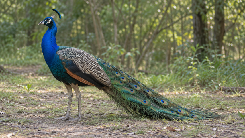 Paprastasis povas Pavo cristatus su mėlynu kaklu ir suglaustomis akelėtomis plunksnomis – AI iliustracija