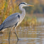 Suaugęs pilkasis garnys Ardea cinerea sekliame vandenyje, matyti pilki sparnai, juoda galvos juosta ir ilgas snapas – AI iliustracija.